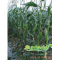 High yield heat and cold buy online white sweet waxy maize corn seed